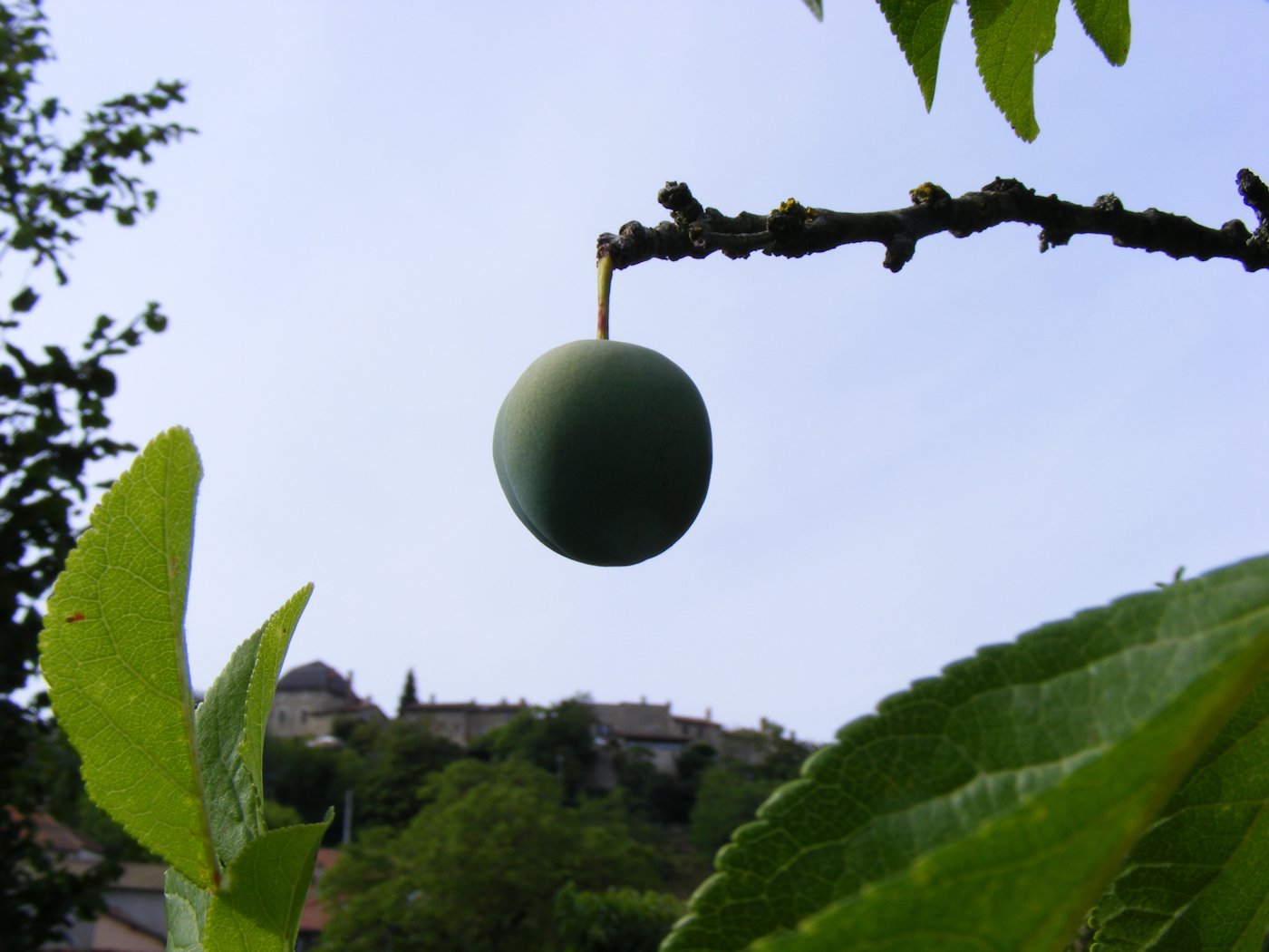 Fonds d'cran Nature Fruits 