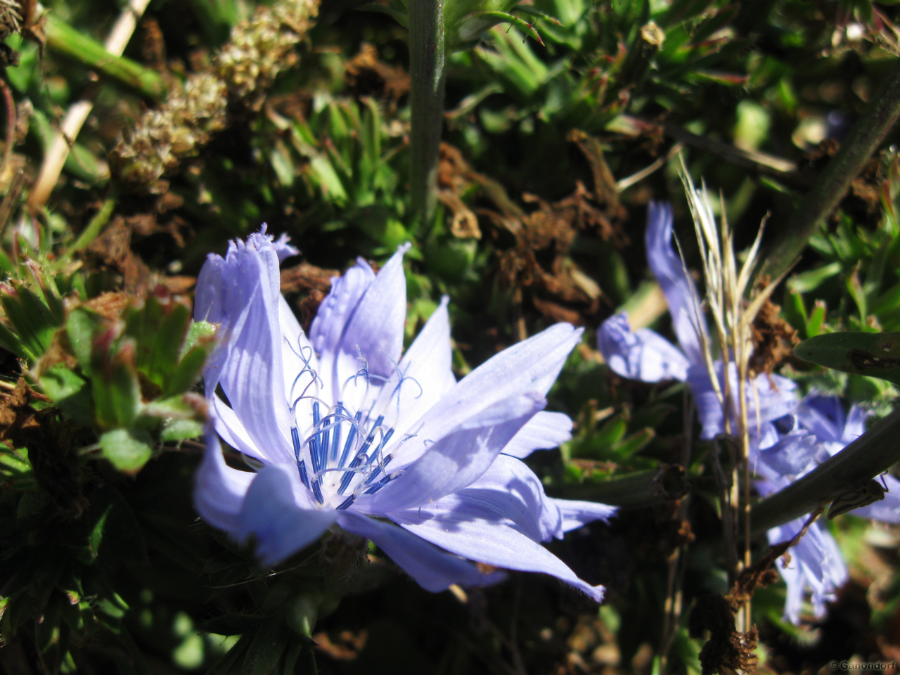 Wallpapers Nature Flowers Petite douceur des champs