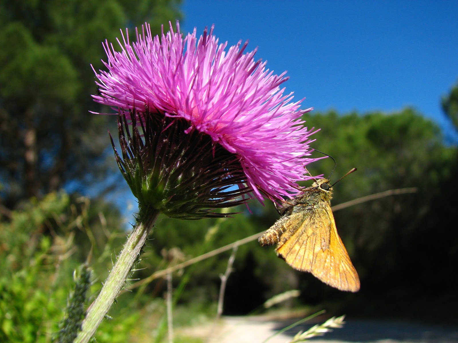 Wallpapers Animals Insects - Butterflies Un sylvaine sur une fleur de chardon