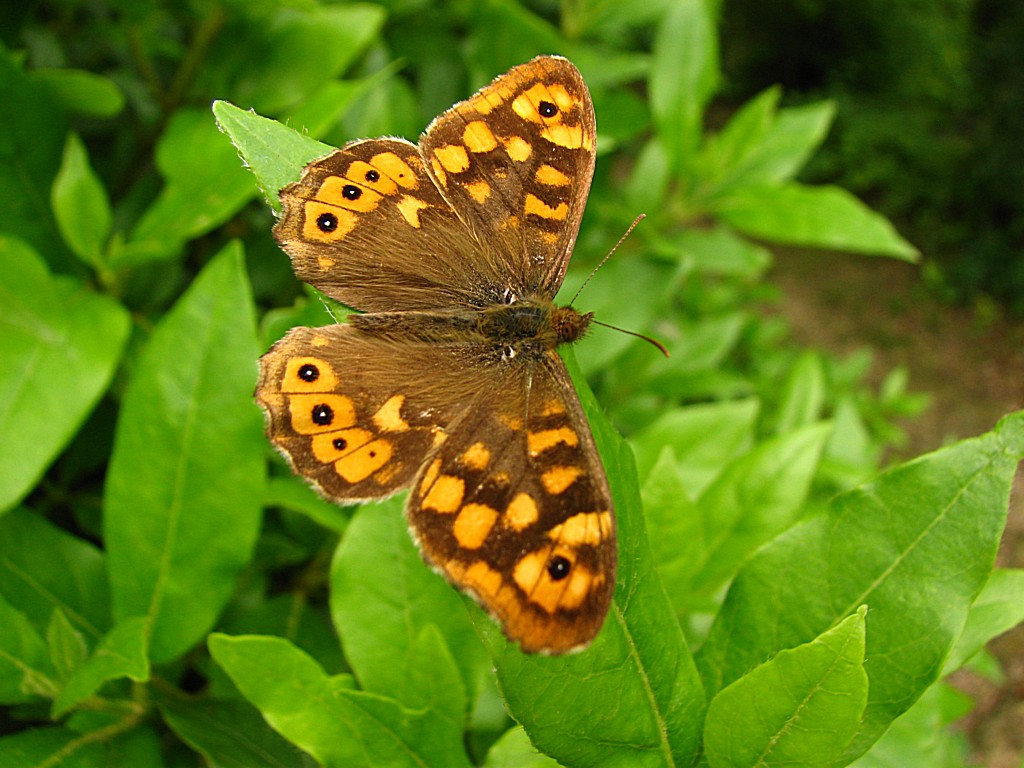 Wallpapers Animals Insects - Butterflies le tircis parage ?