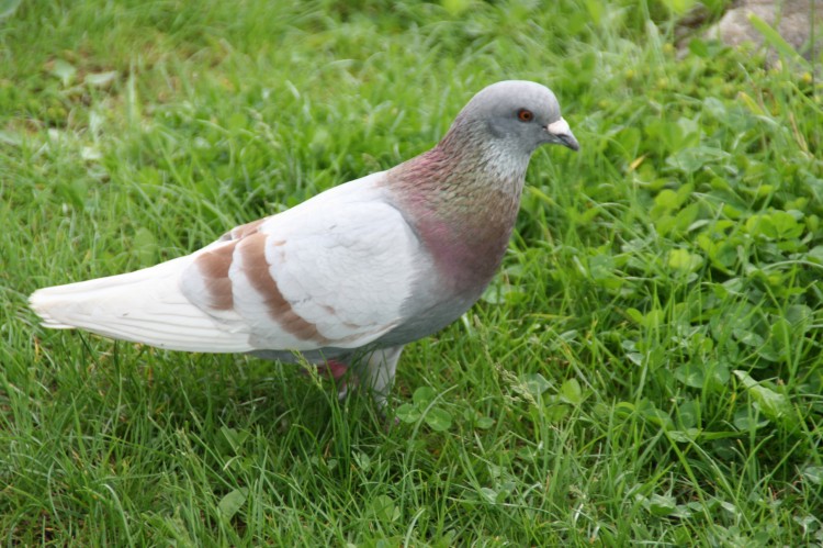 Fonds d'cran Animaux Oiseaux - Pigeons et Tourterelles oiseaux