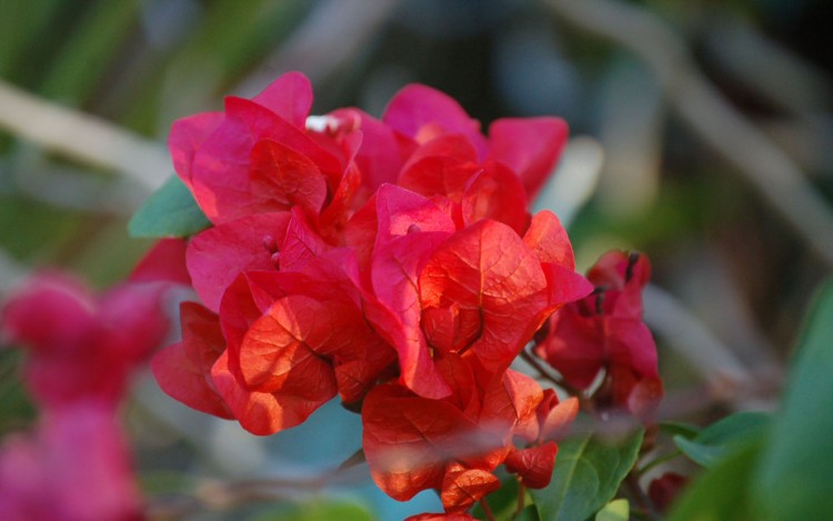 Fonds d'cran Nature Fleurs bouguinvillier