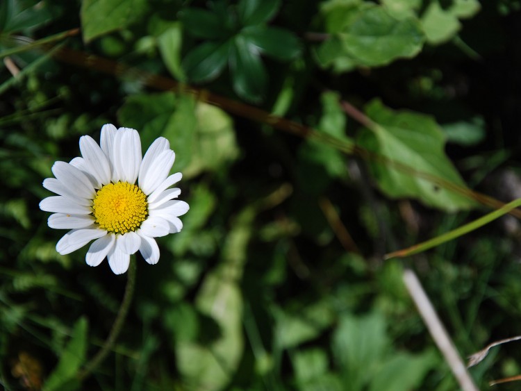 Wallpapers Nature Flowers Naure