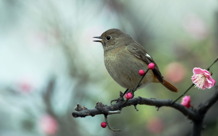 Fonds d'cran Animaux Oiseaux - Divers Douceur  plume