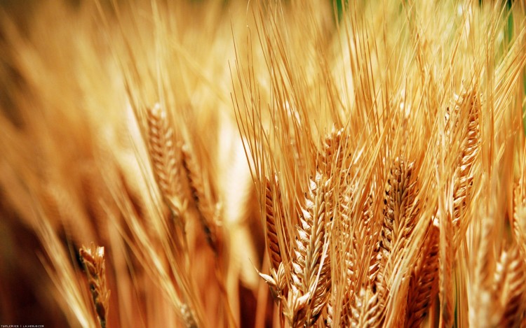 Fonds d'cran Nature Champs - Prairies Prairies d'or