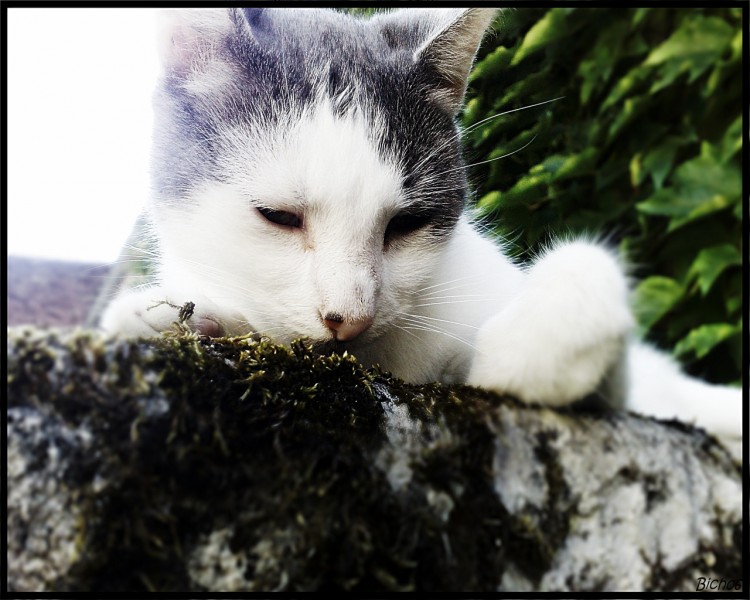 Fonds d'cran Animaux Chats - Chatons Bidou, un chat pas comme les autres ...