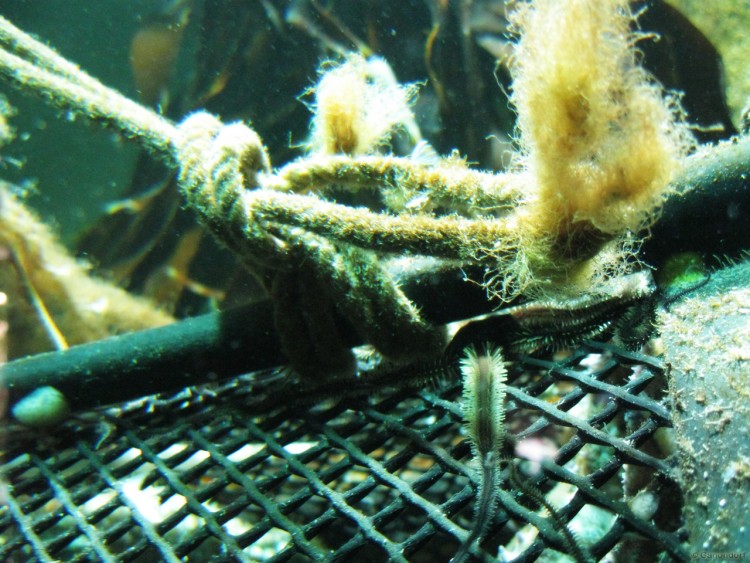 Fonds d'cran Animaux Vie marine - Divers Coffre sous marin