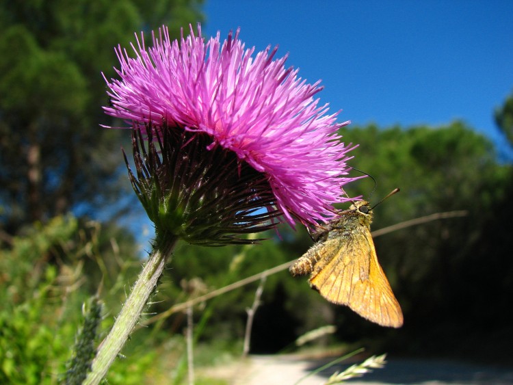 Fonds d'cran Animaux Insectes - Papillons Un sylvaine sur une fleur de chardon