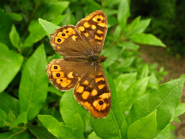 Fonds d'cran Animaux Insectes - Papillons le tircis parage ?