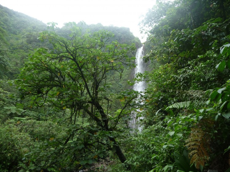 Fonds d'cran Nature Cascades - Chutes Chute du Carbet ( Guadeloupe )