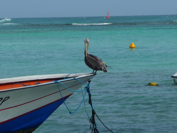 Fonds d'cran Animaux Oiseaux - Plicans Plican ( Guadeloupe )