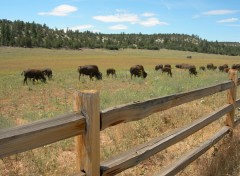 Fonds d'cran Animaux Bisons