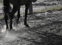 Fonds d'cran Animaux Equitation