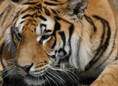 Fonds d'cran Animaux Tigre