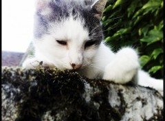 Wallpapers Animals Bidou, un chat pas comme les autres ...