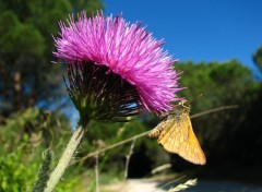 Fonds d'cran Animaux Un sylvaine sur une fleur de chardon