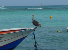 Wallpapers Animals Plican ( Guadeloupe )