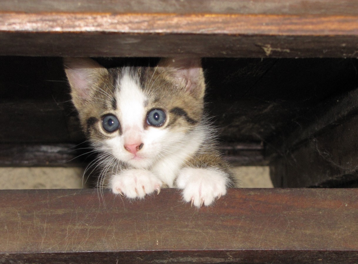 Fonds d'cran Animaux Chats - Chatons 