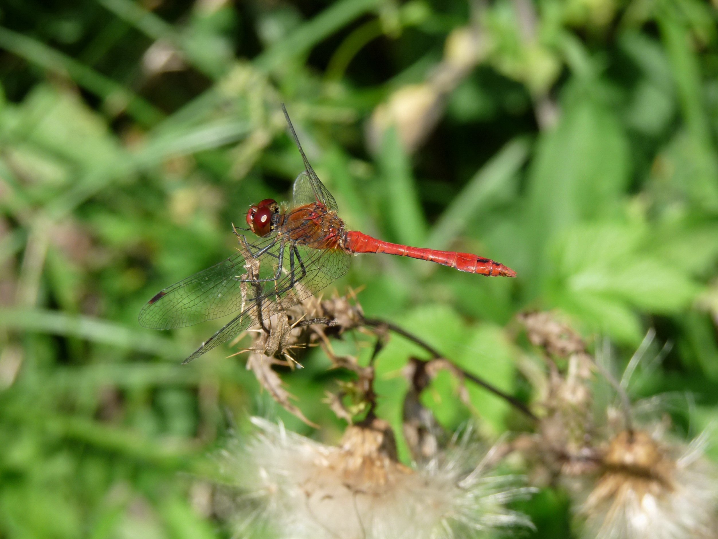 Fonds d'cran Animaux Insectes - Libellules libellule rouge