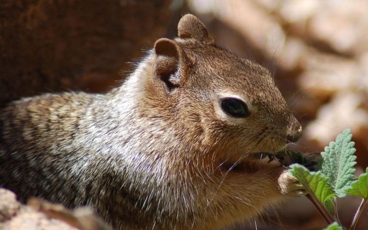 Fonds d'cran Animaux Rongeurs - Ecureuils gourmandise