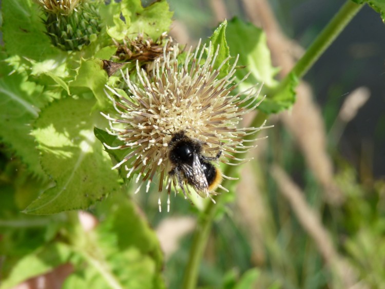 Fonds d'cran Animaux Insectes - Abeilles Gupes ... bourdon