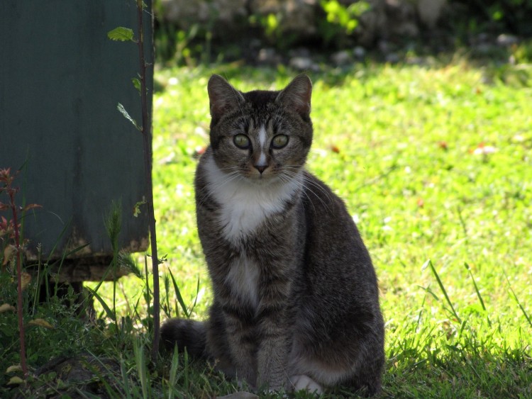 Fonds d'cran Animaux Chats - Chatons Wallpaper N244099