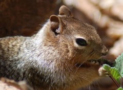 Fonds d'cran Animaux gourmandise