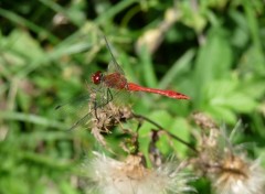 Fonds d'cran Animaux libellule rouge