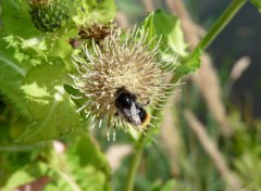 Fonds d'cran Animaux bourdon