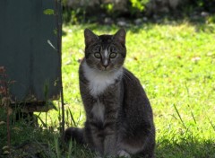 Fonds d'cran Animaux Image sans titre N244099