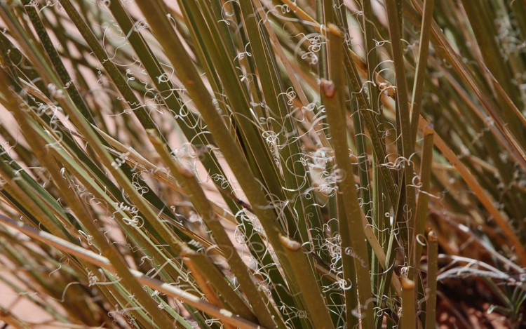 Fonds d'cran Nature Plantes - Arbustes comme des cheveux d'anges