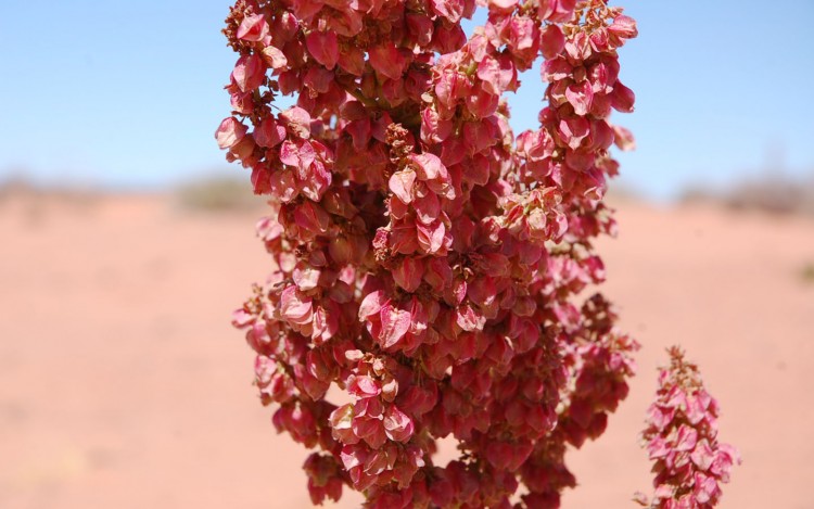 Fonds d'cran Nature Fleurs floraison