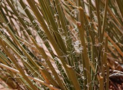 Fonds d'cran Nature comme des cheveux d'anges