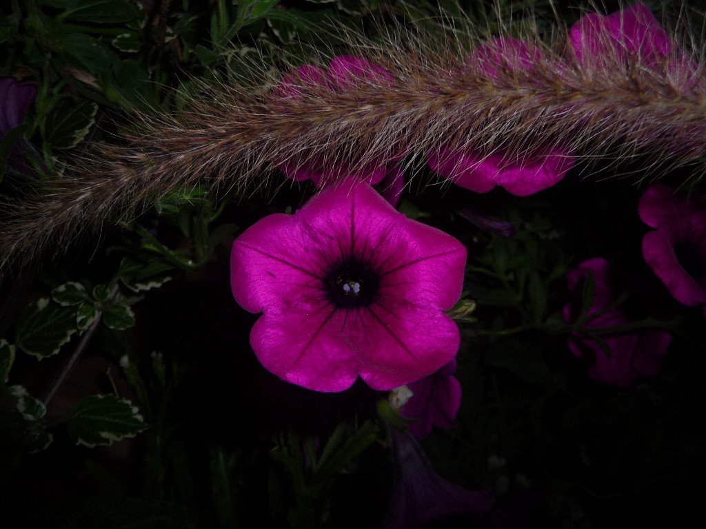 Wallpapers Nature Flowers on dirait une trompette