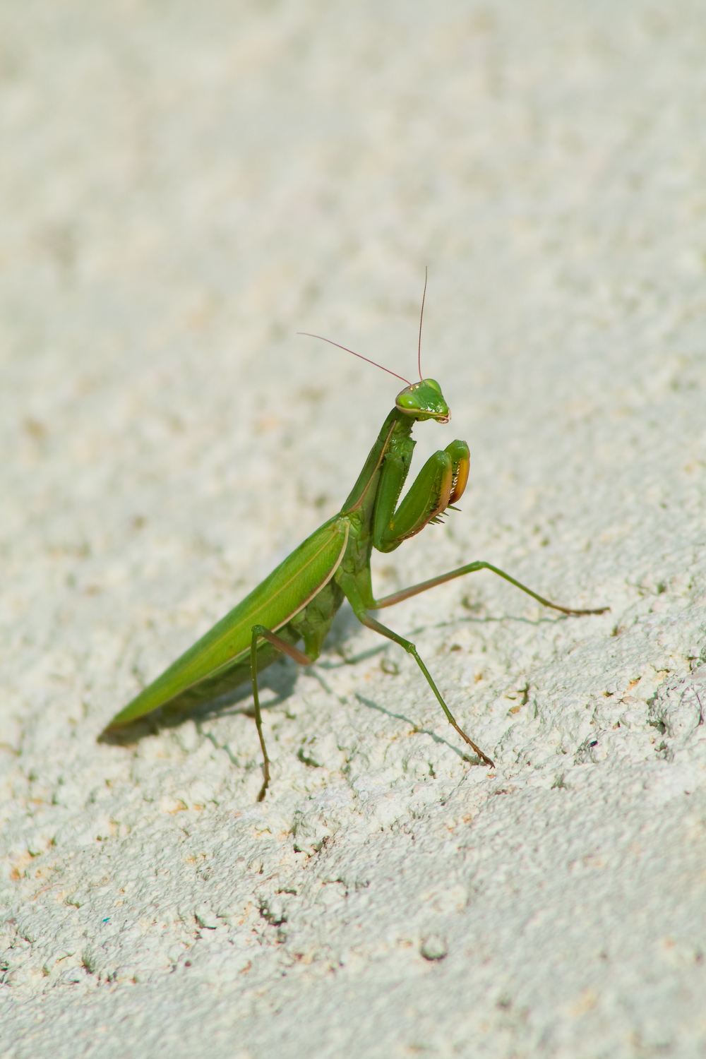 Fonds d'cran Animaux Insectes - Mantes religieuses mante la jolie (lol)