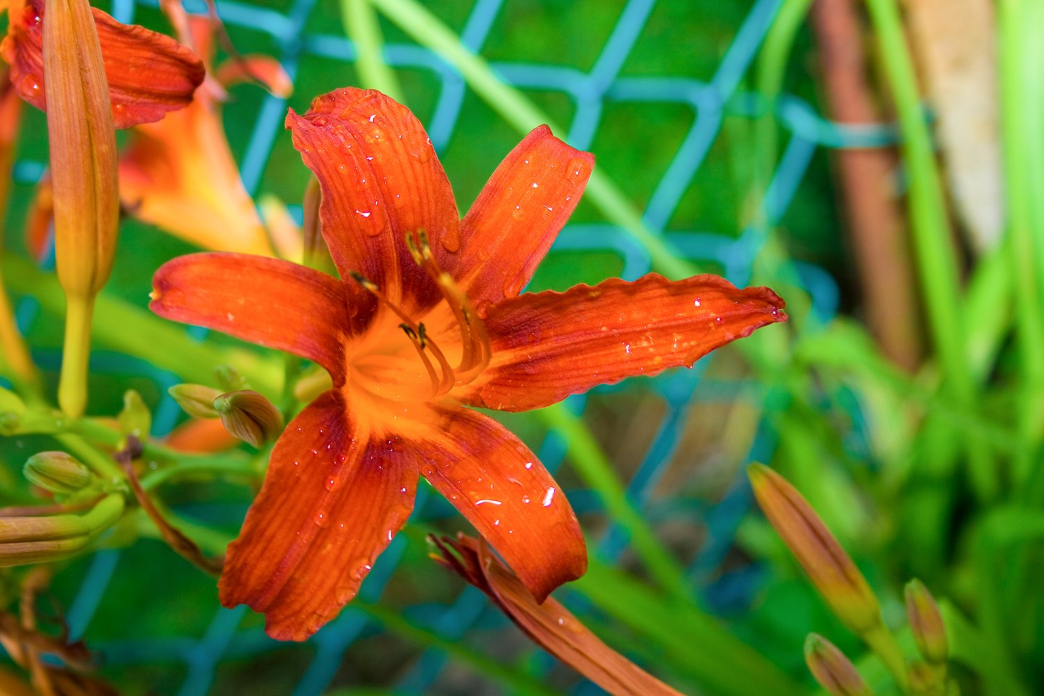 Fonds d'cran Nature Fleurs 