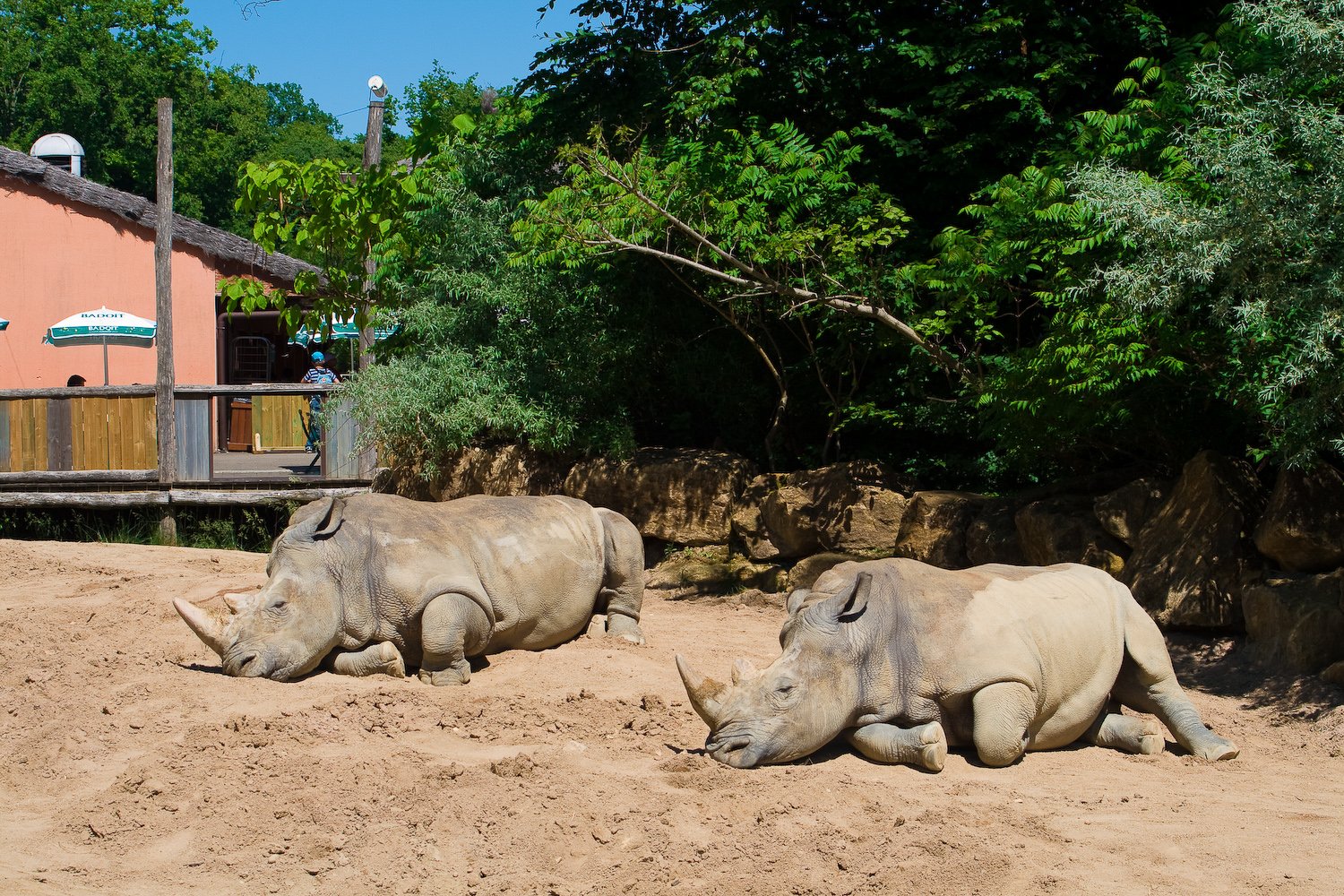 Fonds d'cran Animaux Rhinocros jeux des 7 rreurs