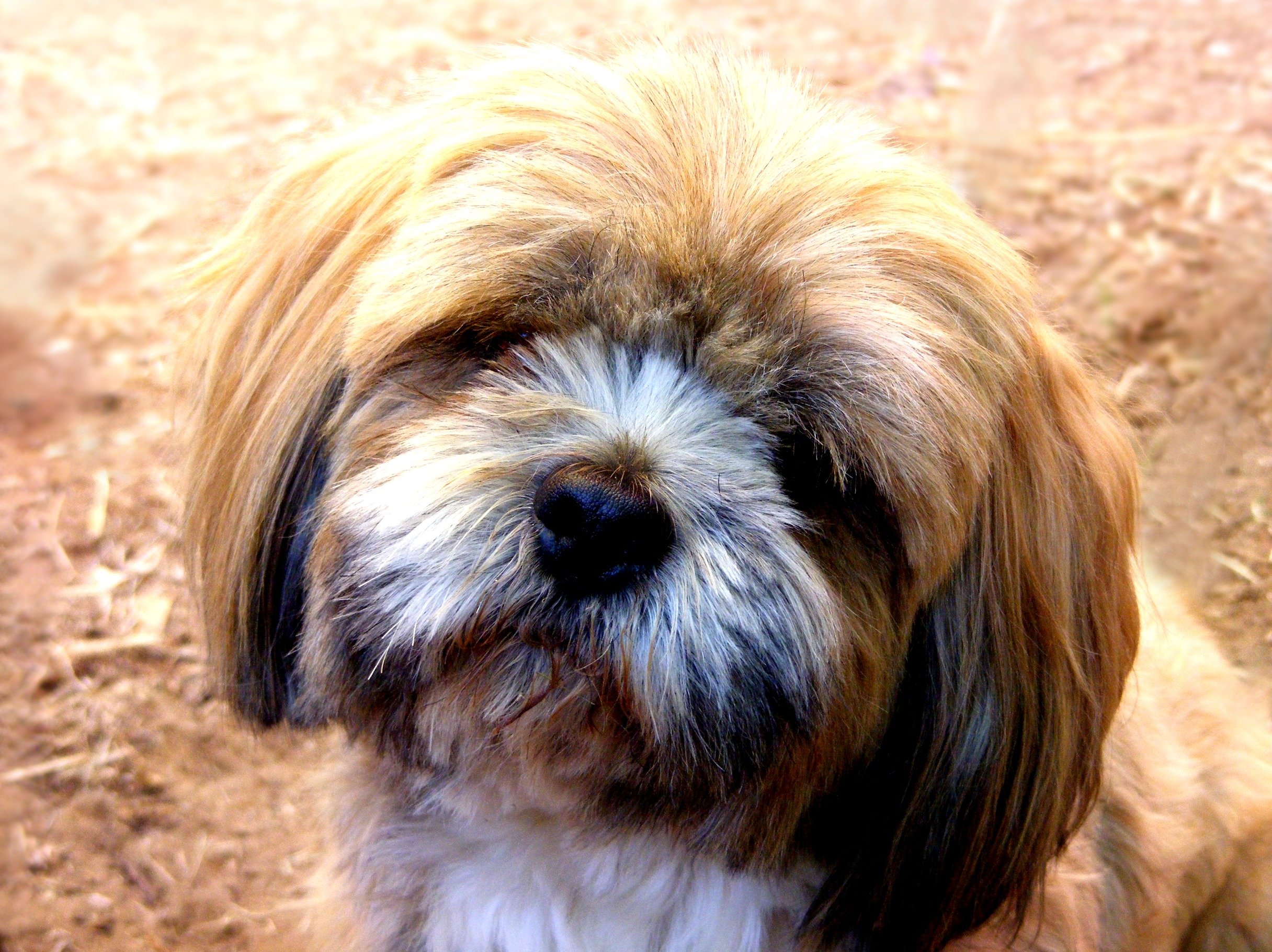 Wallpapers Animals Dogs Lhassa Apso