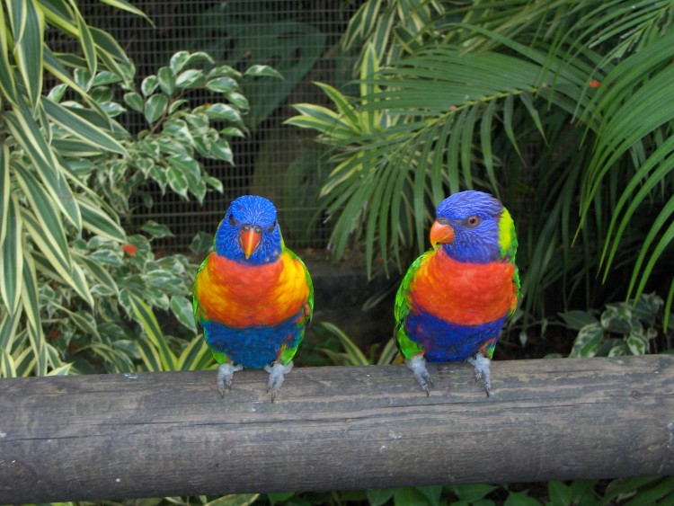 Fonds d'cran Animaux Oiseaux - Perroquets Un perroquet