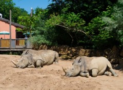 Fonds d'cran Animaux jeux des 7 rreurs