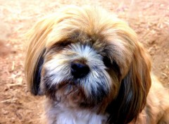 Wallpapers Animals Lhassa Apso