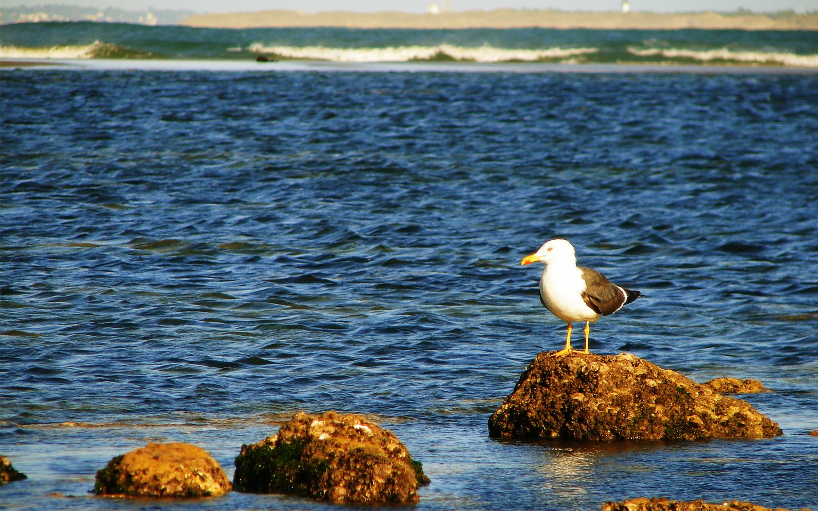 Fonds d'cran Animaux Oiseaux - Mouettes et Golands Seagull