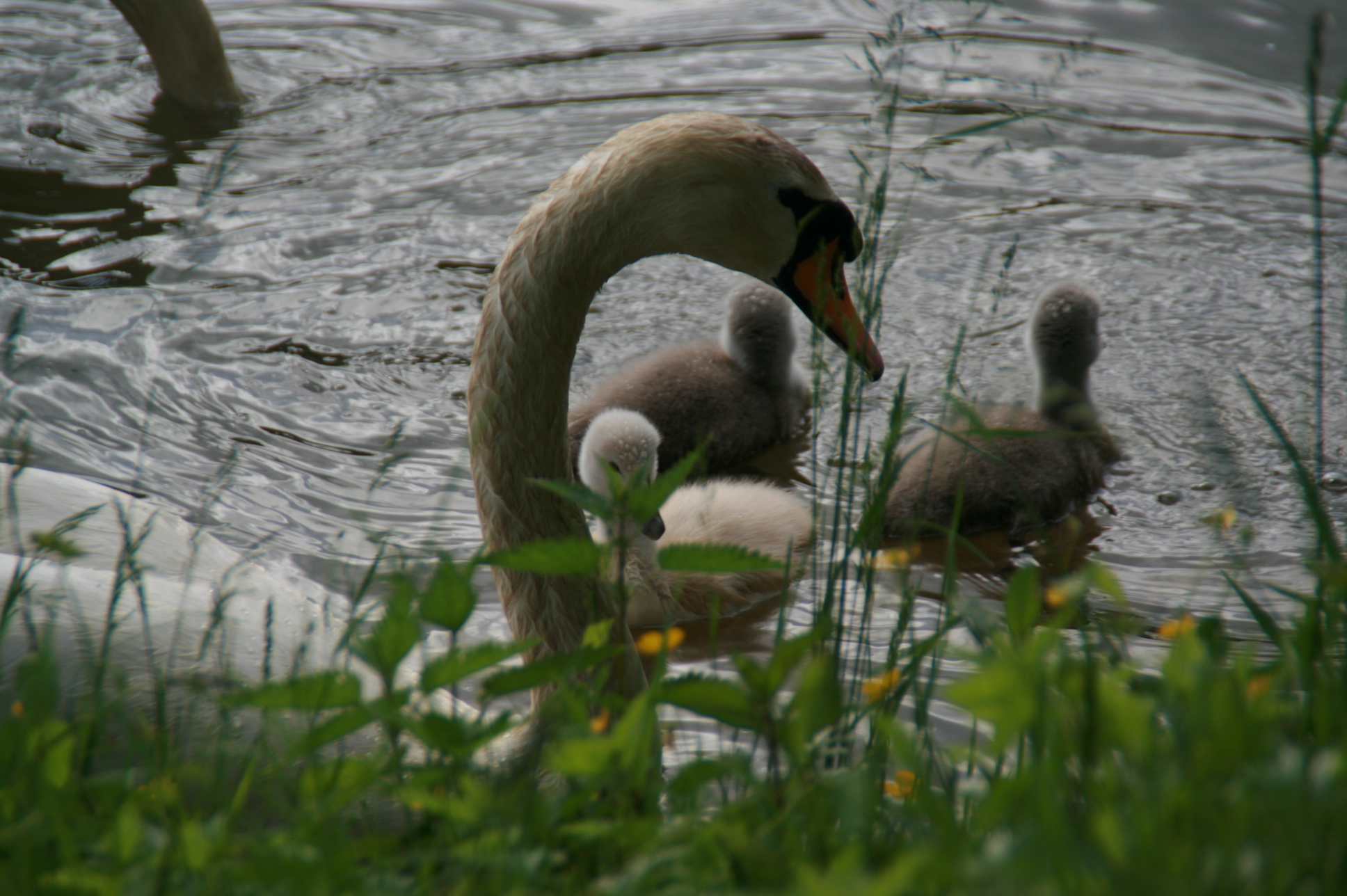 Wallpapers Animals Birds - Swans Le cygne 