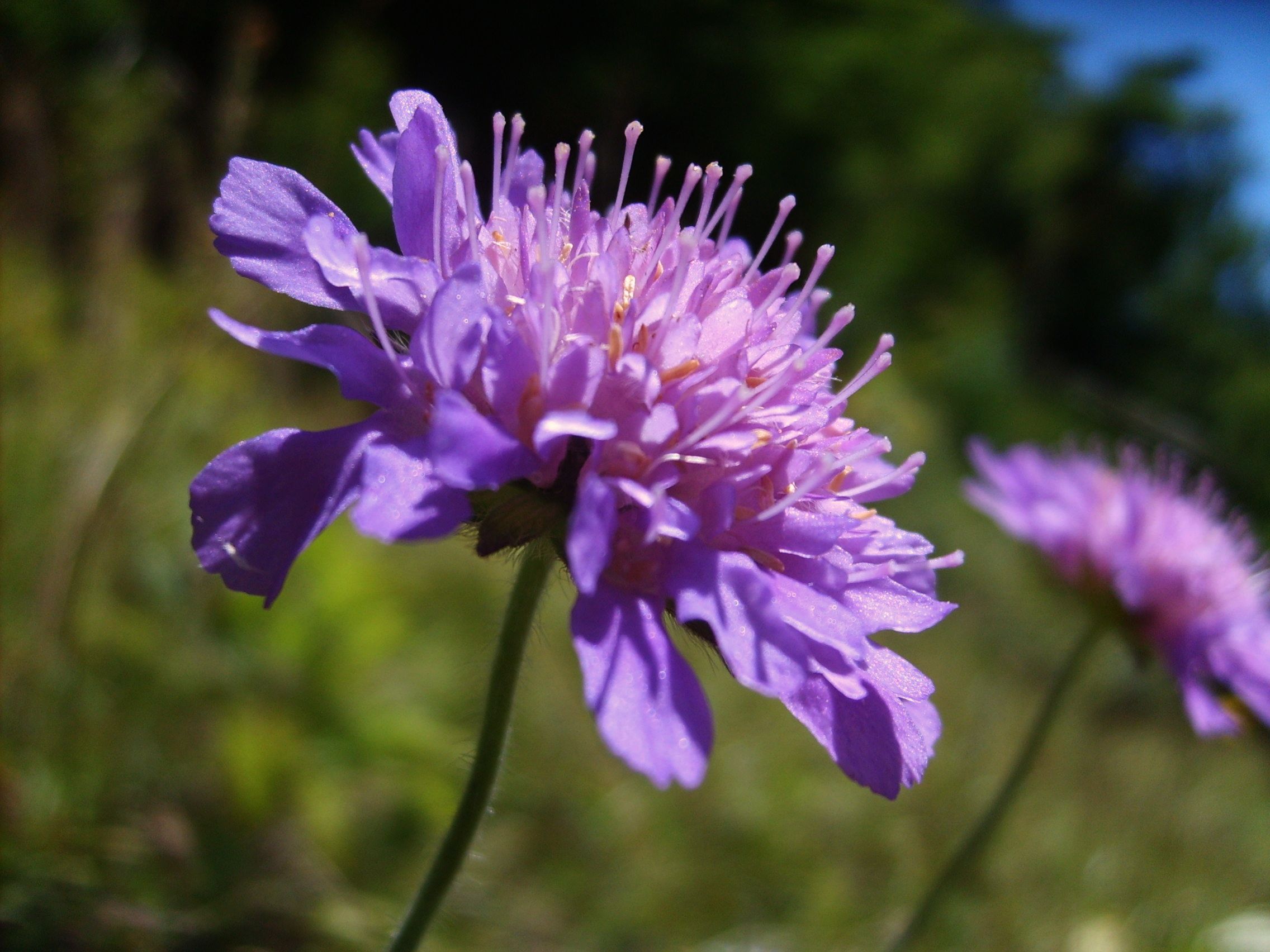 Fonds d'cran Nature Fleurs fleurs de montagne