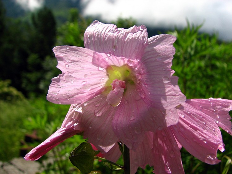 Fonds d'cran Nature Fleurs Mauve musque