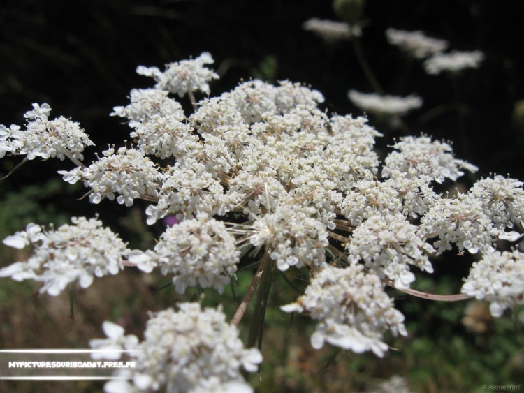 Fonds d'cran Nature Fleurs Neige florale