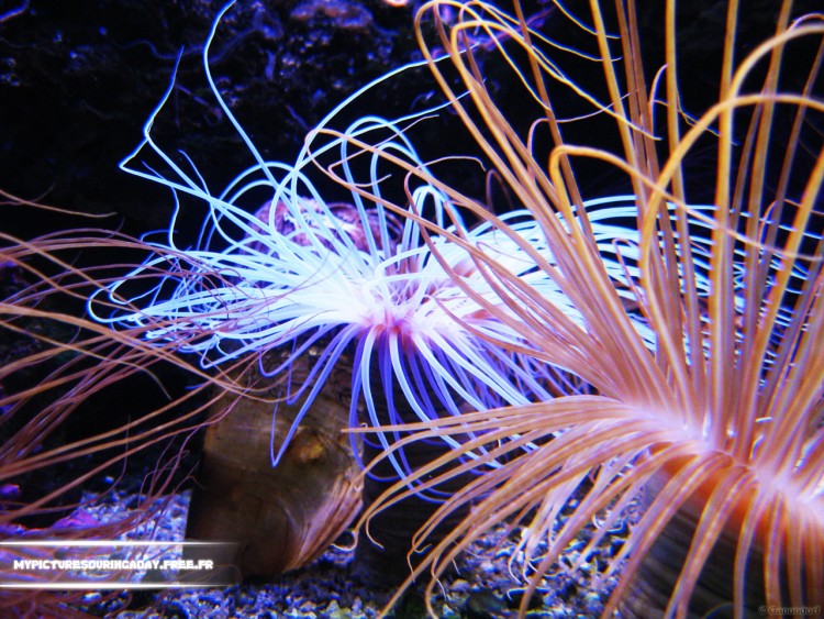 Fonds d'cran Animaux Vie marine - Divers 