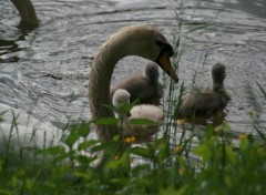 Wallpapers Animals Le cygne 