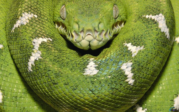 Wallpapers Animals Snakes Emerald Tree Boa