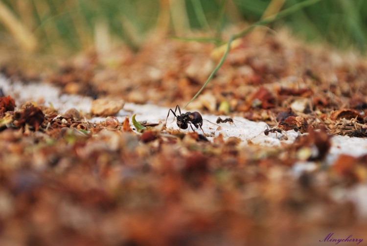 Fonds d'cran Animaux Insectes - Fourmis Grosse fourmis